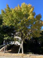 Fraxinus pennsylvanica