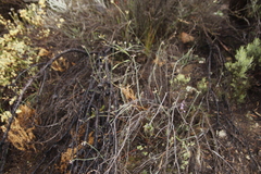Euphorbia genistoides