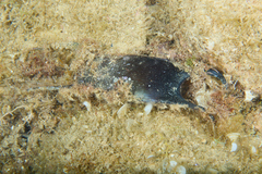 Raja undulata