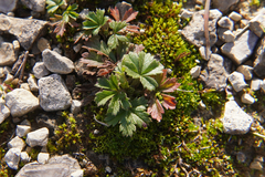 Potentilla verna