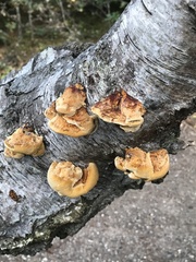 Mensularia radiata
