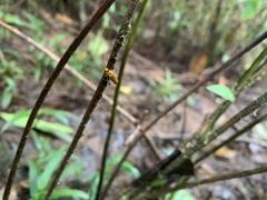 Chauliognathus cinguliventris