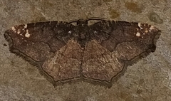 Anisoperas tessellata