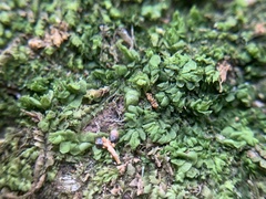 Lophocolea heterophylla