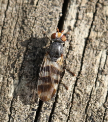 Ceroxys urticae