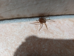 Loxosceles rufescens
