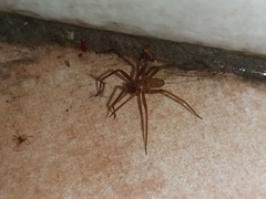 Loxosceles rufescens