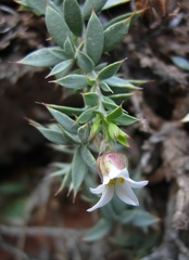 Glossopetalon pungens