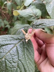 Viburnum rhytidophyllum