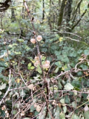Ribes rubrum