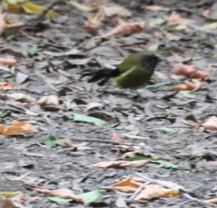 Anthornis melanura melanura