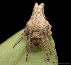 Nicolepeira bicaudata