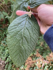 Viburnum rhytidophyllum