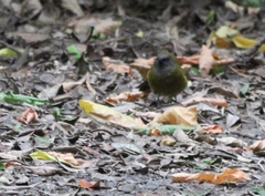 Anthornis melanura melanura