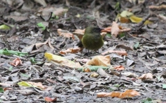 Anthornis melanura melanura