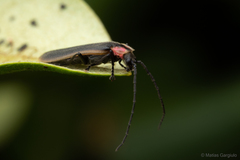 Pyractonema