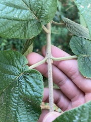 Viburnum rhytidophyllum