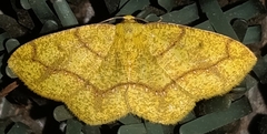 Periclina apricaria