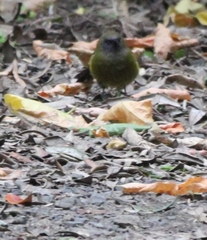 Anthornis melanura melanura
