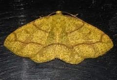 Periclina apricaria