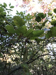 Alnus incana rugosa