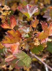 Ribes montigenum