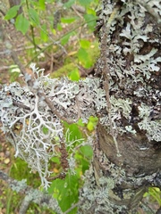Parmelioideae