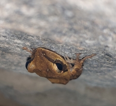 Polypedates maculatus