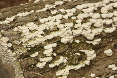 Trichaptum abietinum