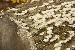 Trichaptum abietinum