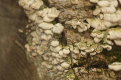 Trichaptum abietinum