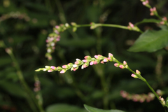 Persicaria