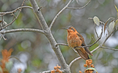 Aglaeactis cupripennis