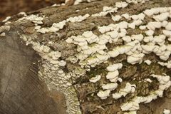 Trichaptum abietinum