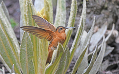 Aglaeactis cupripennis