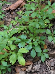 Apiales