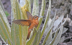 Aglaeactis cupripennis