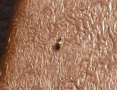 Tachyporus hypnorum