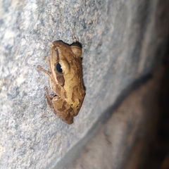 Polypedates maculatus