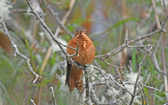 Aglaeactis cupripennis