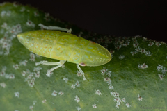 Hespenedra chilensis