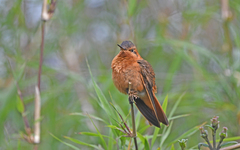 Aglaeactis cupripennis