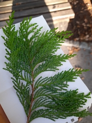 Chamaecyparis pisifera