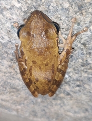 Polypedates maculatus
