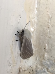 Creatonotos transiens