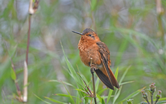 Aglaeactis cupripennis