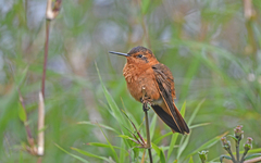 Aglaeactis cupripennis