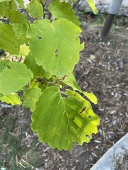Hamamelis
