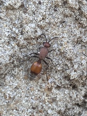 Dasymutilla bioculata