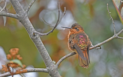 Aglaeactis cupripennis